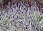 Lavandula dentata candicans