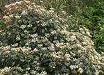 Viburnum x globosum 'Jermyn's Globe'