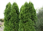 Thuja occidentalis 'Smaragd'