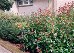 Photinia x fraseri 'Camilvy'