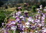 Penstemon 'Alice Hindley'