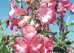 Penstemon 'Flamingo'