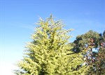 Cupressus arizonica glabra 'Limelight'