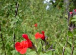 Salvia microphylla 'Huntington'