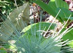 Festuca glauca 'Elijah Blue'