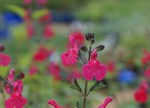 Salvia microphylla 'Margaret Arnold'