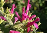 Salvia dorisiana 