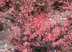 Berberis thunbergii atropurpurea 'Rose Glow'