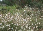 Gaura lindheimeri