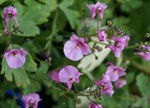 Diascia cordata 'Whisper Lavender Pink'