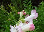 Penstemon 'Thorn'