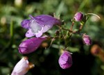 Penstemon 'Purple Dragon'