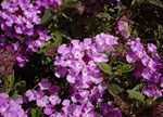 Lantana montevidensis 'Whistlepipe'