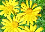 Euryops chrysanthemoides