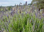 Lavandula dentata 'Royal Crown'