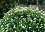 Cistus x laxus 'Snow White'