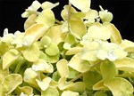 Helichrysum petiolare 'Limelight'