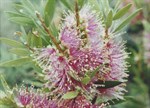 Callistemon 'Demesne Prestige Pink'