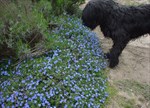 Lithodora diffusa 'Grace Ward'