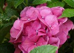 Hydrangea macrophylla 'Hot Pink'