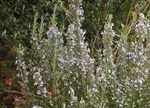 Rosmarinus officinalis 'Gorza'