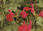 Salvia greggii 'Navajo Bright Red'