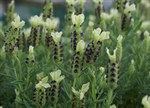 Lavandula 'Pretty Polly'