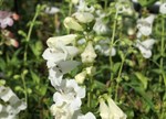 Penstemon 'Snowstorm'