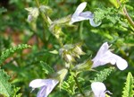 Salvia x namaensis 'Finngrove'