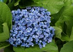 Hydrangea macrophylla 'Ayesha'