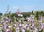 Penstemon 'Alice Hindley'