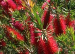 Callistemon kenmorrisonii 'Lone Ranger' (Betka Beauty TM)