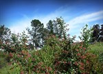 Escallonia 'Red Elf'