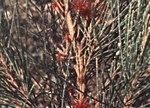 Allocasuarina littoralis