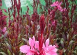 Gaura lindheimeri 'Blaze'