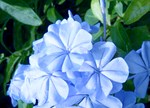 Plumbago auriculata