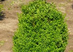 Buxus sempervirens