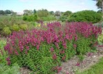 Penstemon 'Port Wine'