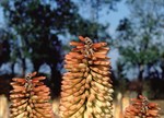 Kniphofia 'Cobra'