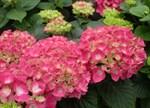 IHydrangea macrophylla 'Freudenstein'