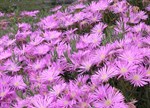 Mesembryanthemum crystallinum 'Pink Sun'