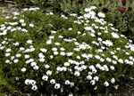 Osteospermum eklonis 'Ivory Dwarf'