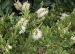 Callistemon citrinus 'Anzac'