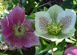 Helleborus x hybridus 'Court Ladies'