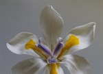 Dietes grandiflora