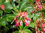 Escallonia 'Red Elf'