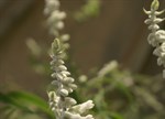 Salvia leucantha 'Velour White'