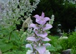 Salvia sclarea