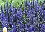 Ajuga reptans 'Catlins Giant'