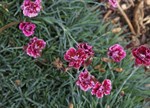 Dianthus chinensis 'Raspberry Parfait'